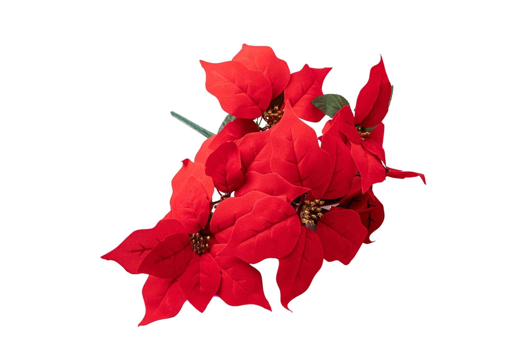 Christmas Star A10853
