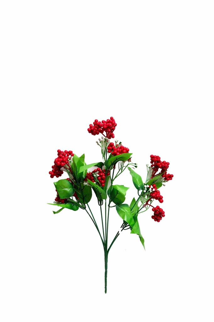 Hoa Giáng Sinh 6 nhánh