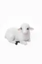 Sheep A3698