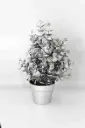 Christmas Tree A10893