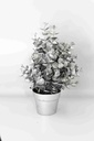 Christmas Tree A10893
