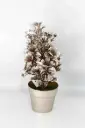 Christmas Tree A10895
