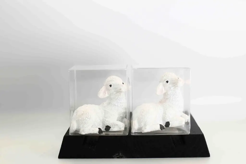 Sheep 3697