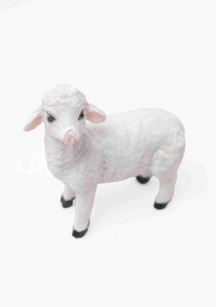 Sheep 3699