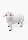Sheep 3699