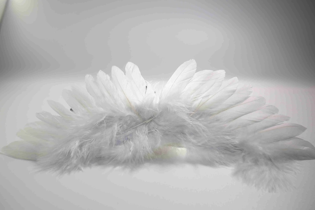 Angel Wings A10682