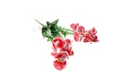 Artificial Flowers ( h:35cm ) A6768