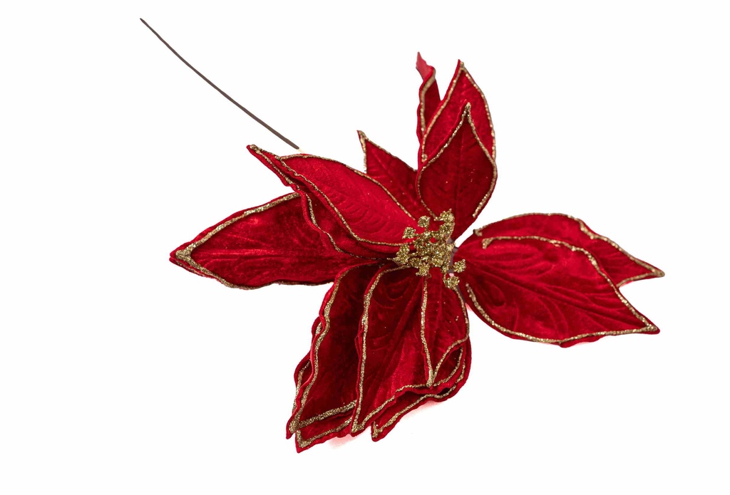 Nhánh Giáng Sinh A29