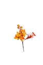 Autumn Branch 22cm A17052