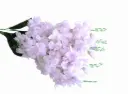 Artificial Flower 4672