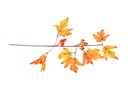 Podzimní větvička 37cm A17036