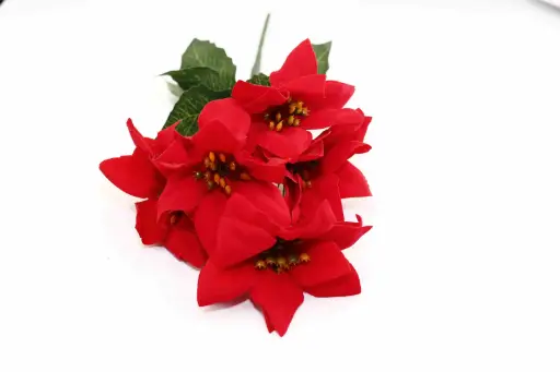 Poinsettia flowers, 5 stems A1670