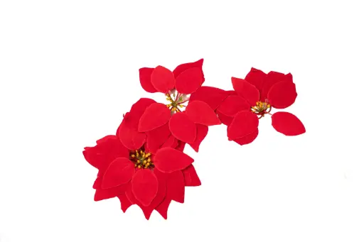 Christmas Star A10905